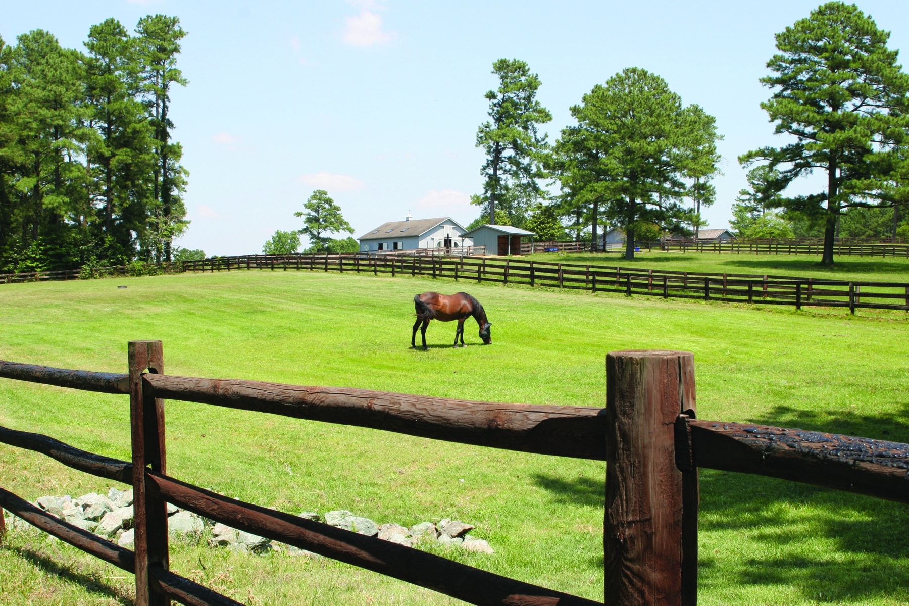 horse in a field